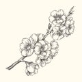 Vector vintage illustration with almond blossom in engraving style. Botanical hand drawn blooming apple branch isolated on white. Royalty Free Stock Photo