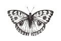 Vector vintage illustration of butterfly in engraving style. Hand drawn sketch of nymphalid isolated on white Royalty Free Stock Photo