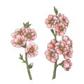 Vector vintage illustration with pink almond blossom. Botanical hand drawn blooming apple branches isolated on white. Floral color Royalty Free Stock Photo