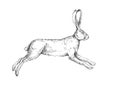 Vector vintage illustration of running hare isolated on white. H