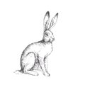 Vector vintage illustration of sitting hare isolated on white. H