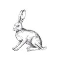 Vector vintage illustration of sitting hare isolated on white. H