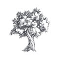 Vector vintage illustration of tree in engraving style. Hand drawn botanical sketch with olive plant isolated on white background