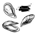 Vector vintage mussel set drawing. Hand drawn monochrome seafood Royalty Free Stock Photo