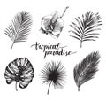 Vector vintage palm leaves illustration. Tropic paradise lettering with hand drawn collection of jungle foliage, flower.