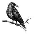Vector vintage raven. Hand drawn illustration Royalty Free Stock Photo