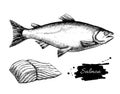 Vector vintage salmon drawing. Hand drawn monochrome seafood ill