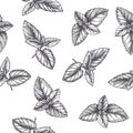 Vector vintage seamless pattern with mint leaves in engraving style. Hand drawn botanical texture with peppermint tips isolated on Royalty Free Stock Photo