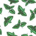 Vector vintage seamless pattern with mint leaves in engraving style. Hand drawn color botanical texture with green peppermint tips