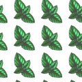 Vector vintage seamless pattern with mint leaves in engraving style. Hand drawn color botanical texture with green peppermint tips Royalty Free Stock Photo