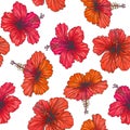 Vector vintage seamless pattern with red tropical flowers isolated on white background. Hibiscus in engraving style. Hand drawn c Royalty Free Stock Photo