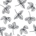Vector vintage seamless pattern with strawberry leaves isolated on white. Hand drawn botanical texture with forest plant. Cute Royalty Free Stock Photo