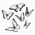 Vector Vintage Set Of Butterflies With Different Positions Of Wings In Engraving Style. Hand Drawn Illustration Of Nymphalid