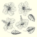 Vector vintage set of tropical flowers and leaves isolated on white. Hand drawn botanical illustration of hibiscus in engraving s Royalty Free Stock Photo