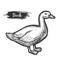 Vector vintage sign of domestic duck. Sketch