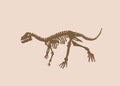 Vector vintage skeleton of raptor , graphical illustration,paleontological element