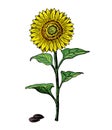 Vector vintage sketch drawing illustration of big sunflower isolated on white background. Sunflower flower vector. Hand Royalty Free Stock Photo