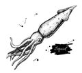 Vector vintage squid drawing. Hand drawn monochrome seafood illustration.