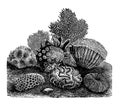 Vector Vintage Stony Corals Engraving