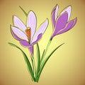 Vector violet crocus