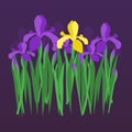 Vector violet and yellow irises on dark night gradient background. Floral design for invitation, greeting card, wedding, birthday,