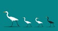 Vector of walking bird on blue background, Difference concept.