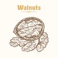 Vector walnut illustration