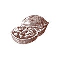 Vector Walnuts, Hand Drawn Illustration, Outline Drawing Isolated Nut Icon.