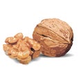 Vector walnuts ,hand drawn vector illustration