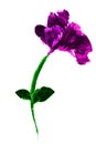 Water color, Rose Purple Flower, Isolated on White