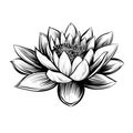 Vector water lily. Lotus illustration. Royalty Free Stock Photo