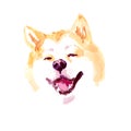 Vector watercolor artistic akita dog portrait isolated on white background. Royalty Free Stock Photo