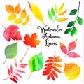 Vector watercolor autumn leaves collection in brught color