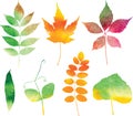 Vector watercolor autumn leaves set