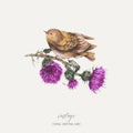 Vector watercolor bird on a branch with thistle greeting card