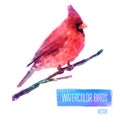 Vector Watercolor Bird Cardinal On The Branch Hand Royalty Free Stock Photo