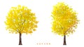 Vector watercolor blooming flower,Ginkgo tree or forest side view isolated on white background