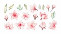 Vector Watercolor botanical illustration. Pink cherry blossom. Collection with gentle flowers, bud, branches and green leaves. Royalty Free Stock Photo