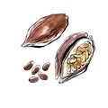 Vector watercolor cacao beans