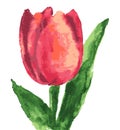 Vector watercolor drawing of red single tulip