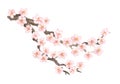 Vector watercolor element. Collection sakura or cherry flowers and branch