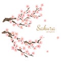 Vector watercolor element. Collection sakura or cherry flowers and branches