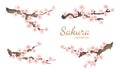 Vector watercolor element. Collection sakura or cherry flowers and branches