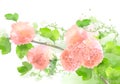 Vector Watercolor Flowers Hydrangea Royalty Free Stock Photo