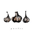 Vector watercolor garlic