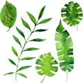 Vector watercolor green leaves