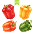 Watercolor set of colorful bell peppers Royalty Free Stock Photo