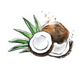 Vector watercolor illustration of coconut