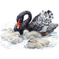 Vector watercolor illustration of cute little swans with mom. Royalty Free Stock Photo