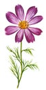 Vector watercolor illustration of purple cosmos flower isolated on white background Royalty Free Stock Photo